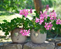 bloemen in pot